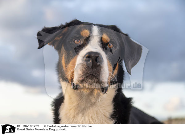 Great Swiss Mountain Dog portrait / RR-103932