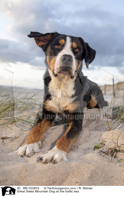 Great Swiss Mountain Dog at the baltic sea / RR-103933