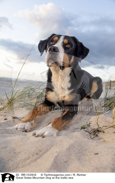 Great Swiss Mountain Dog at the baltic sea / RR-103934
