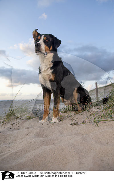 Great Swiss Mountain Dog at the baltic sea / RR-103935