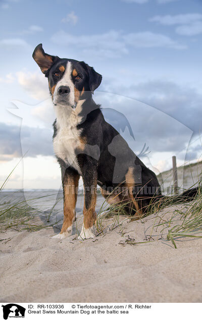 Great Swiss Mountain Dog at the baltic sea / RR-103936