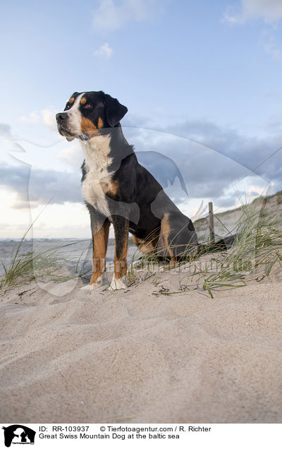 Great Swiss Mountain Dog at the baltic sea / RR-103937