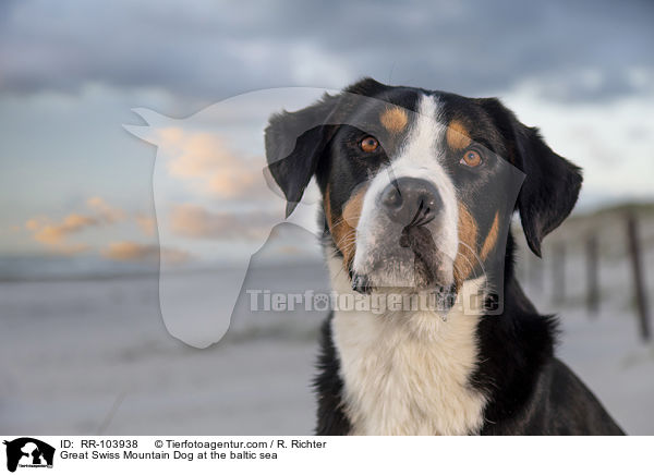 Great Swiss Mountain Dog at the baltic sea / RR-103938