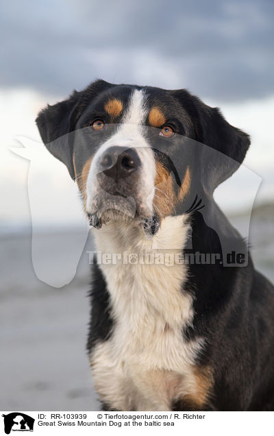 Great Swiss Mountain Dog at the baltic sea / RR-103939
