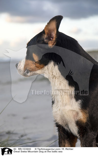 Great Swiss Mountain Dog at the baltic sea / RR-103940