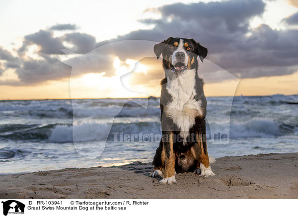 Great Swiss Mountain Dog at the baltic sea / RR-103941