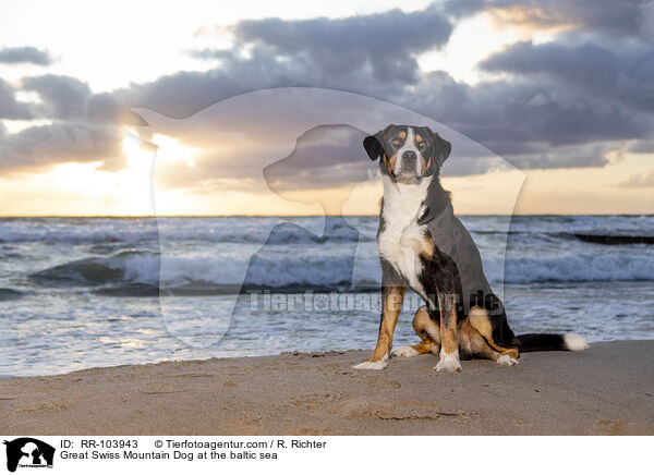 Great Swiss Mountain Dog at the baltic sea / RR-103943