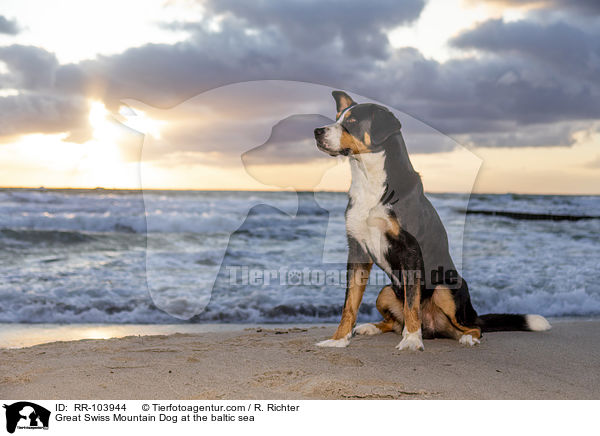 Great Swiss Mountain Dog at the baltic sea / RR-103944