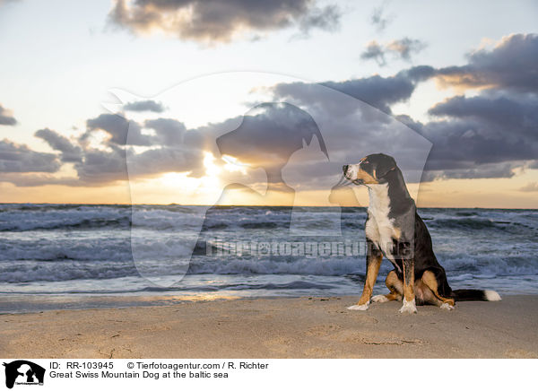 Great Swiss Mountain Dog at the baltic sea / RR-103945