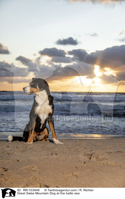Great Swiss Mountain Dog at the baltic sea / RR-103946