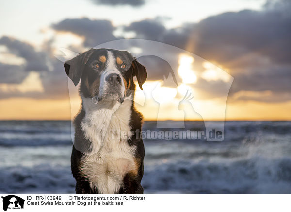 Great Swiss Mountain Dog at the baltic sea / RR-103949
