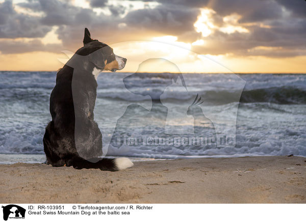 Great Swiss Mountain Dog at the baltic sea / RR-103951