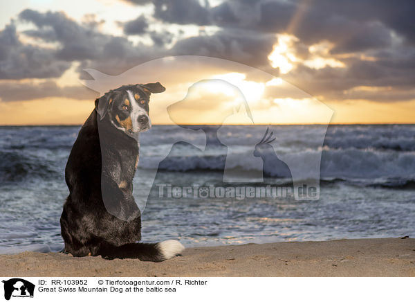 Great Swiss Mountain Dog at the baltic sea / RR-103952