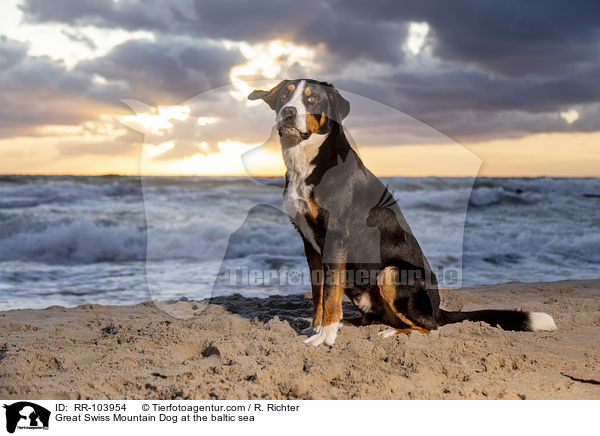 Great Swiss Mountain Dog at the baltic sea / RR-103954