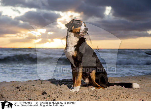 Great Swiss Mountain Dog at the baltic sea / RR-103955