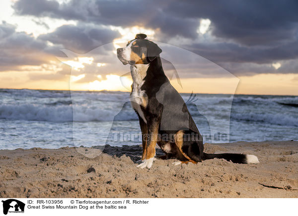 Great Swiss Mountain Dog at the baltic sea / RR-103956