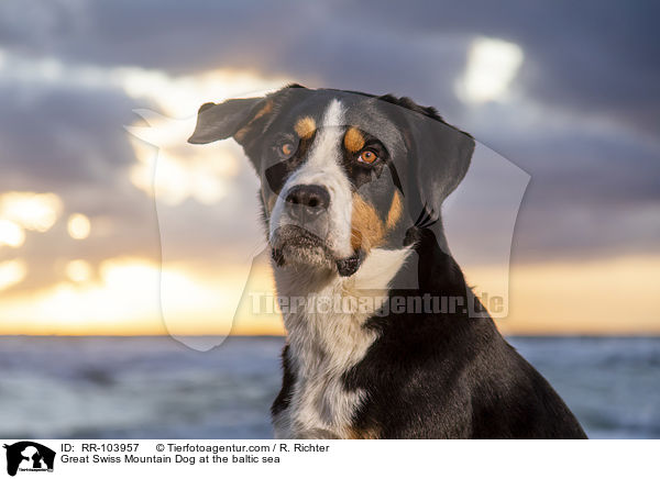 Great Swiss Mountain Dog at the baltic sea / RR-103957