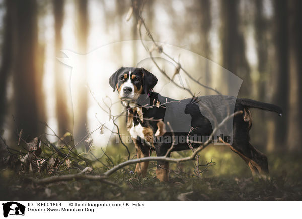 Greater Swiss Mountain Dog / KFI-01864