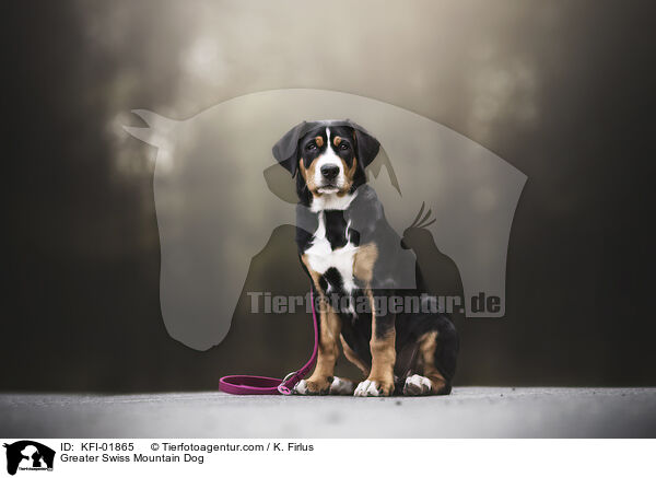 Greater Swiss Mountain Dog / KFI-01865