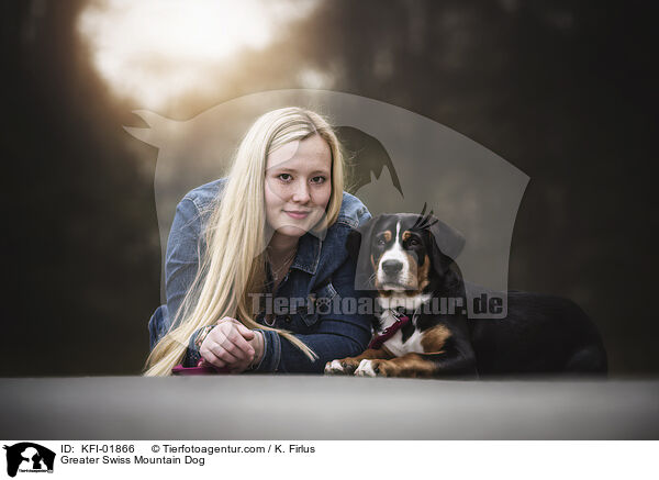 Greater Swiss Mountain Dog / KFI-01866