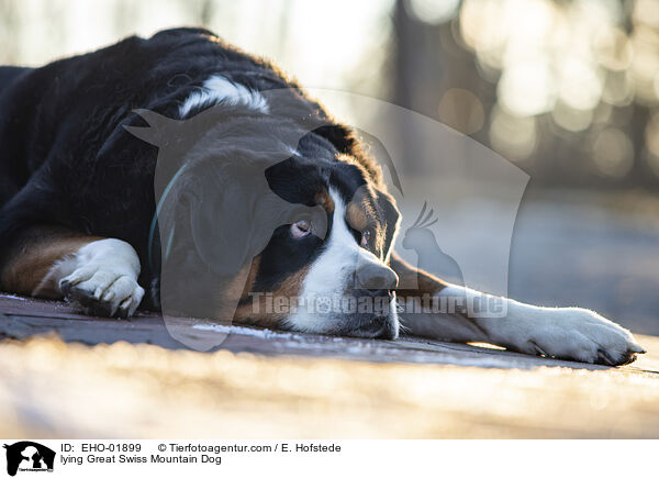 lying Great Swiss Mountain Dog / EHO-01899