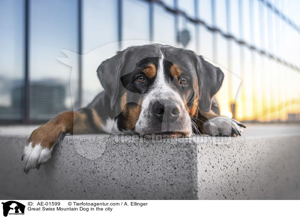 Great Swiss Mountain Dog in the city / AE-01599