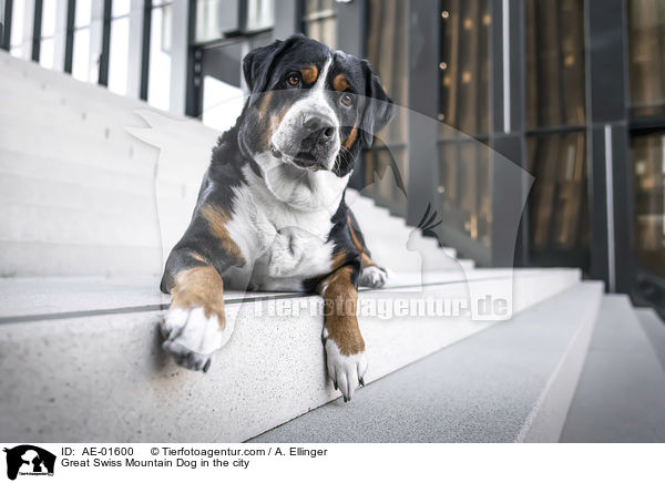 Great Swiss Mountain Dog in the city / AE-01600