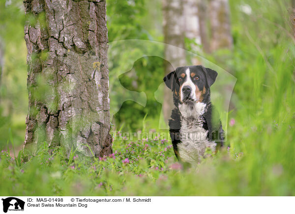 Great Swiss Mountain Dog / MAS-01498