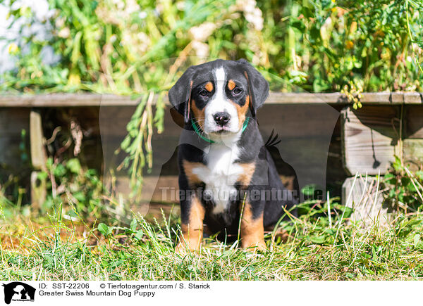 Greater Swiss Mountain Dog Puppy / SST-22206