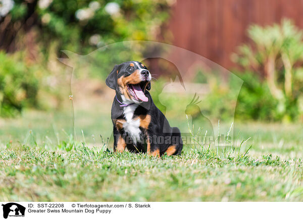 Greater Swiss Mountain Dog Puppy / SST-22208