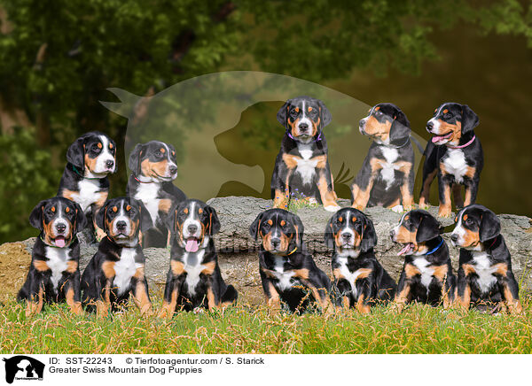 Greater Swiss Mountain Dog Puppies / SST-22243