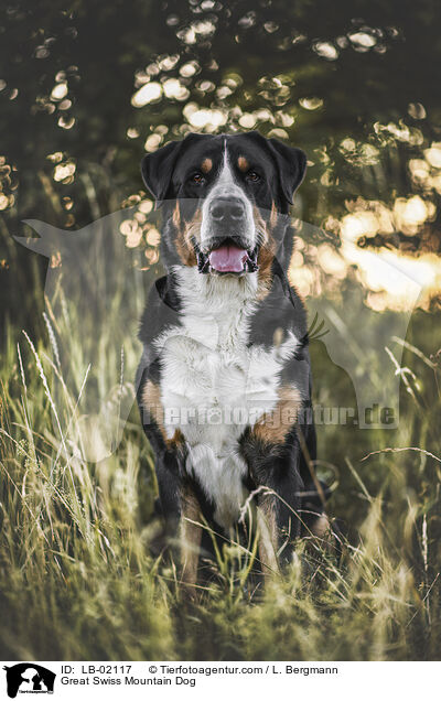 Great Swiss Mountain Dog / LB-02117
