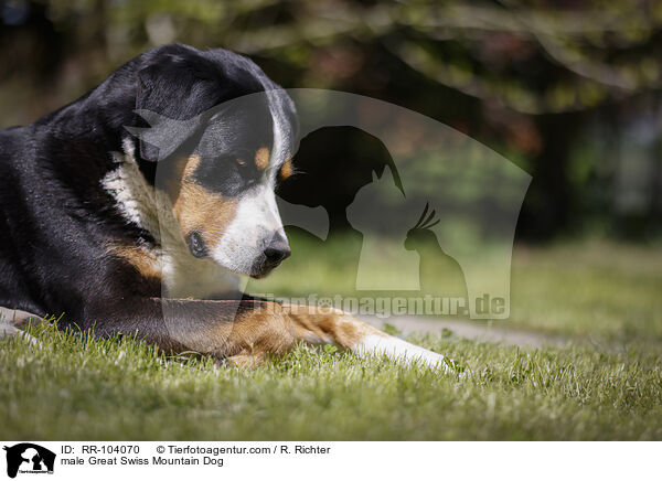male Great Swiss Mountain Dog / RR-104070