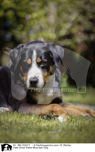 male Great Swiss Mountain Dog / RR-104071