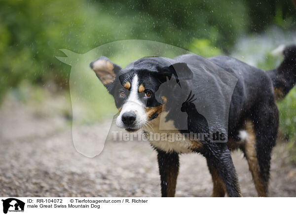 male Great Swiss Mountain Dog / RR-104072