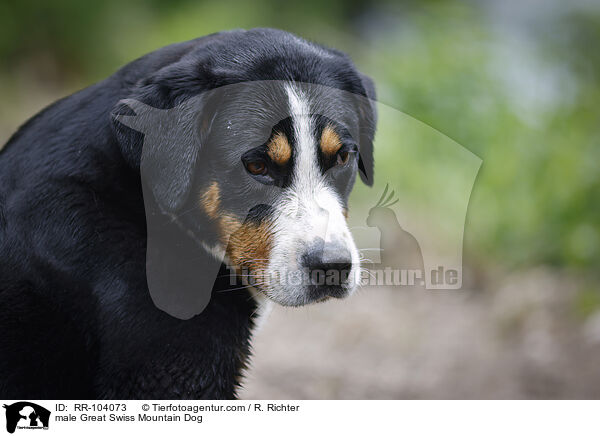 male Great Swiss Mountain Dog / RR-104073