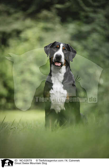 Great Swiss Mountain Dog / NC-02679