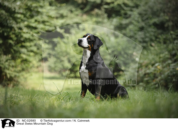 Great Swiss Mountain Dog / NC-02680