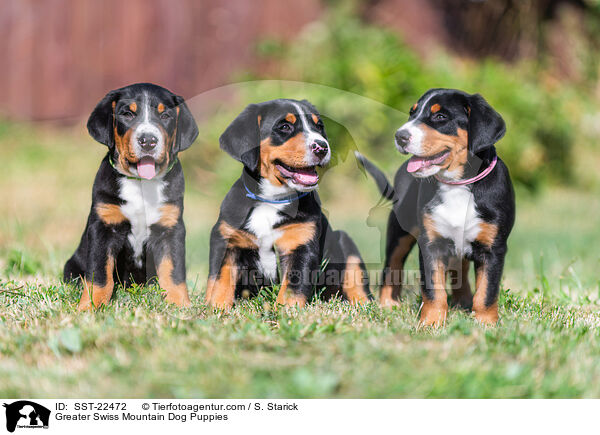 Greater Swiss Mountain Dog Puppies / SST-22472