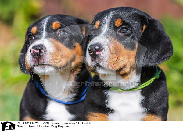 Greater Swiss Mountain Dog Puppies / SST-22473