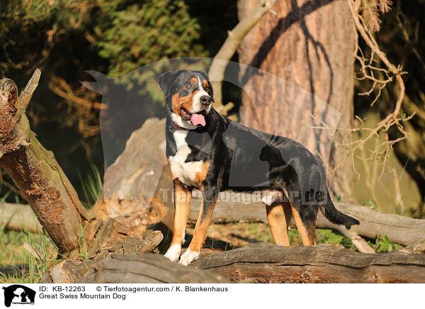 Great Swiss Mountain Dog / KB-12263