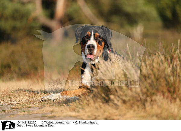 Great Swiss Mountain Dog / KB-12265