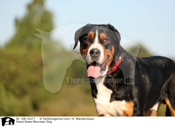 Great Swiss Mountain Dog / KB-12271
