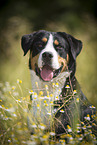 Greater Swiss Mountain Dog Portrait