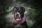 Greater Swiss Mountain Dog Portrait