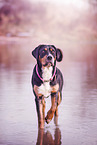 standing young Greater Swiss Mountain Dog