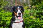 Great Swiss Mountain Dog portrait