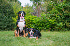 sitting and lying Great Swiss Mountain Dog