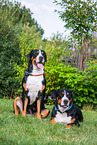 sitting and lying Great Swiss Mountain Dog
