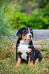 sitting Great Swiss Mountain Dog Puppy